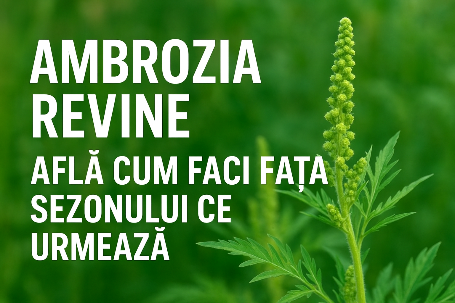 Ghid complet pentru sezonul ambroziei. Cum trecem mai ușor peste alergiile de toamna
